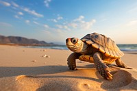 Animal outdoors tortoise reptile. AI generated Image by rawpixel.