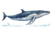 Whale animal mammal fish, digital paint illustration. AI generated image