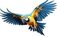 Animal parrot yellow macaw. 