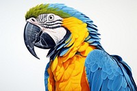 Animal parrot yellow macaw. 