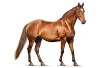 Horse stallion standing mammal. AI generated Image by rawpixel.