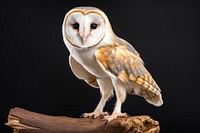 Owl animal white bird. 