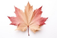 Maple leaf plant tree. AI generated Image by rawpixel.