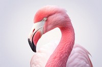 Flamingo bird animal beak. 