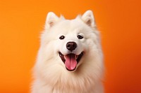 Dog samoyed mammal animal. 