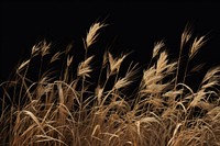 Grass outdoors plant black background. 