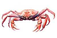 Crab animal, digital paint illustration. AI generated image