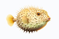 Fish animal puffer pomacentridae, digital paint illustration.