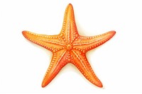 Starfish animal white background invertebrate, digital paint illustration.