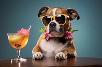 Sunglasses cocktail drink dog. 