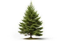 Spruce tree plant pine. 