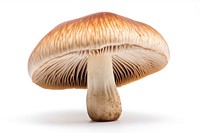 Mushroom fungus white background agaricaceae. AI generated Image by rawpixel.