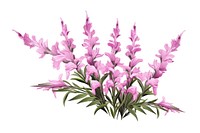 Obedient plant flower blossom white background. AI generated Image by rawpixel.