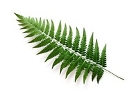Plant fern green leaf. AI generated Image by rawpixel.