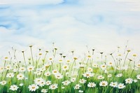 Flower daisy field backgrounds. 