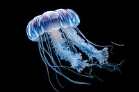 Jellyfish animal invertebrate zooplankton. AI generated Image by rawpixel.