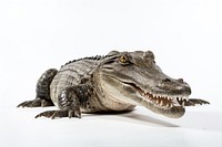Alligator reptile animal white background. AI generated Image by rawpixel.