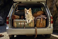 Luggage car dog vehicle. 