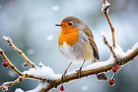 Robin outdoors animal nature. AI generated Image by rawpixel.