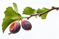 Branch plant fruit food. AI generated Image by rawpixel.