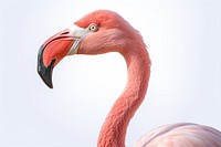 Flamingo animal bird beak. 