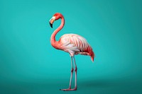 Flamingo animal bird wildlife. 