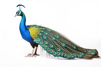 Peacock animal bird white background. 