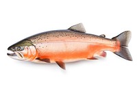 Animal salmon trout fish. 