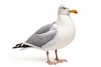 Seagull animal white bird. 