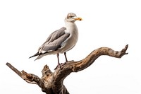 Seagull animal bird beak. 