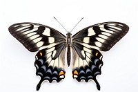 Butterfly animal insect white background. 