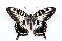 Butterfly animal insect white background. 