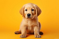 Puppy animal mammal pet. 