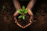 Planting gardening outdoors nature. 