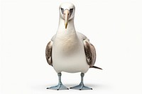 Albatross animal bird white background. AI generated Image by rawpixel.