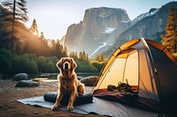 Camping dog outdoors nature. 