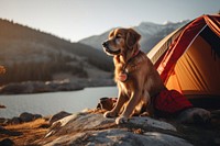 Camping dog outdoors mammal. 