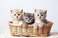 Kitten mammal animal basket. 