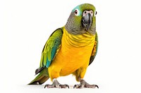 Senegal Parrot parrot animal bird. 