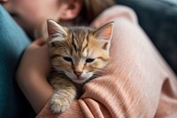 Kitten blanket mammal animal. 