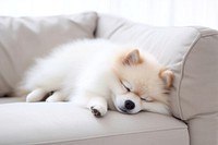 Pet dog pomeranian sleeping. AI generated Image by rawpixel.