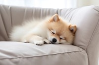 Dog pet pomeranian sleeping. 