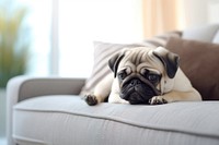 Pug dog on sofa. 