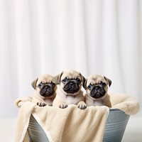 Mammal animal puppy pug. AI generated Image by rawpixel.