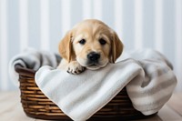 Blanket mammal animal basket. 