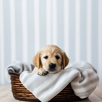 Blanket mammal animal basket. 