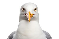 Seagull portrait animal white. AI generated Image by rawpixel.