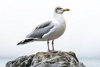 Seagull animal white bird. AI generated Image by rawpixel.