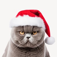 Christmas portrait mammal animal. AI generated Image by rawpixel.
