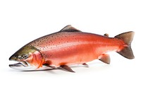 Fish animal trout white background. 